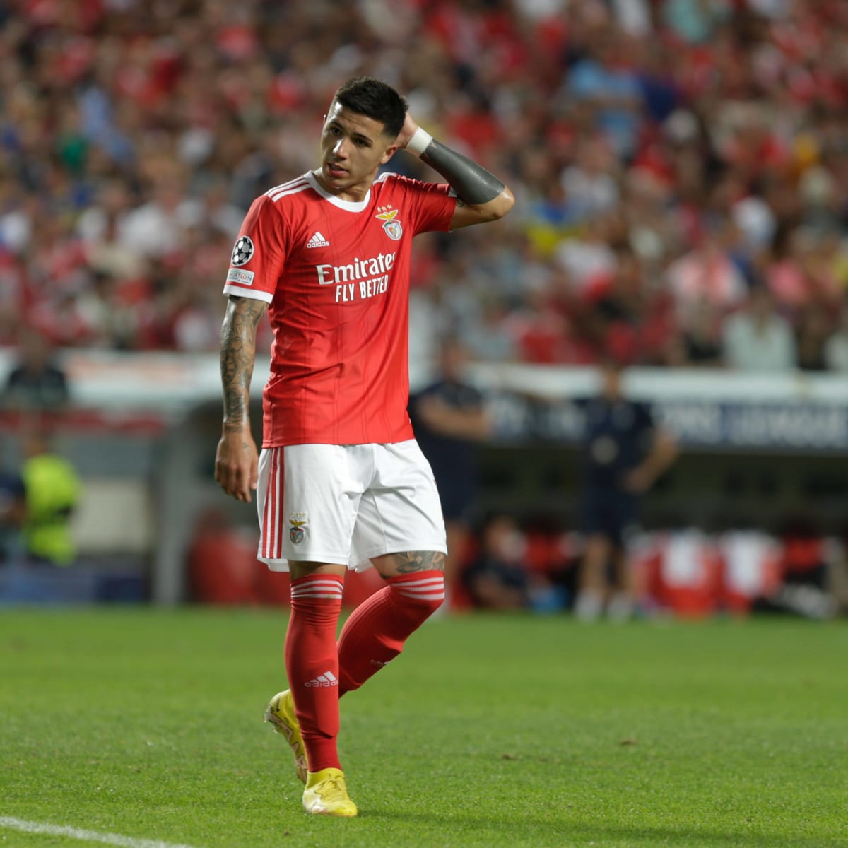 Enzo Fernandez